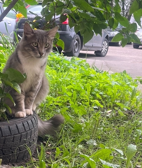 Найдена собака в Ярославле — фото объявления