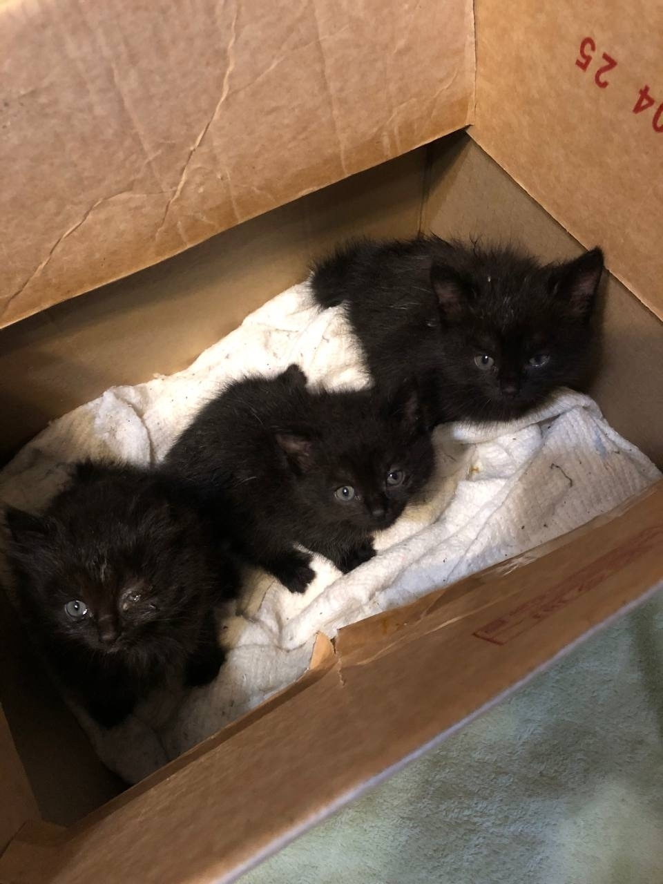 Найдена собака в Ярославле — фото объявления