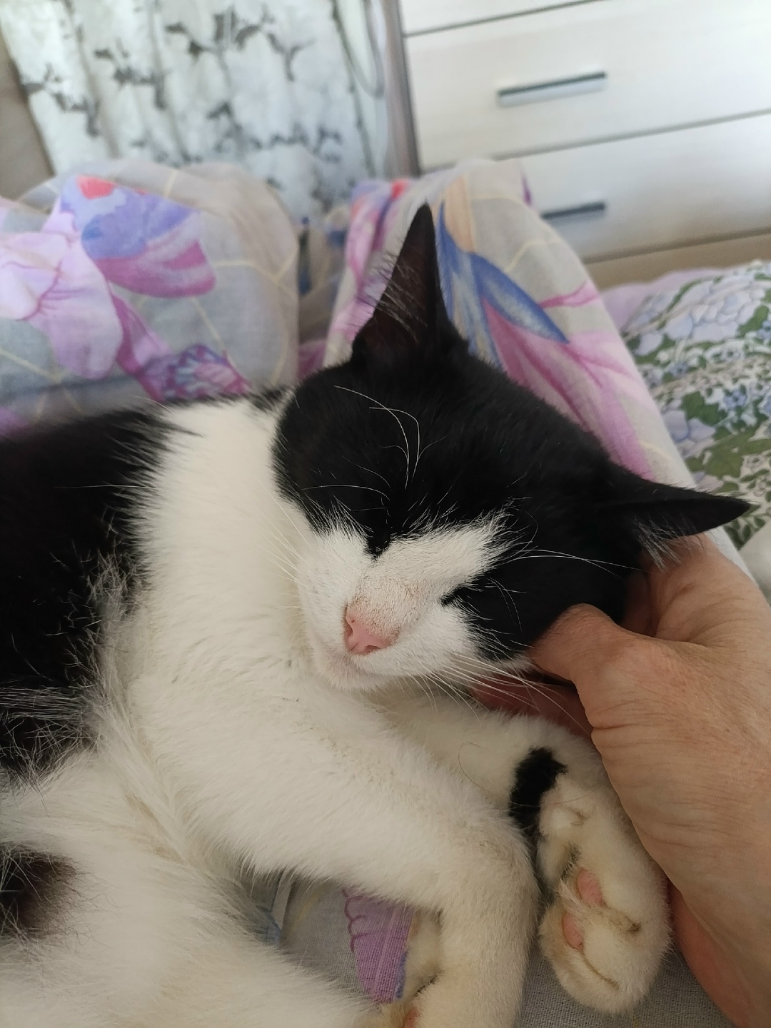 Найдена собака в Ярославле — фото объявления