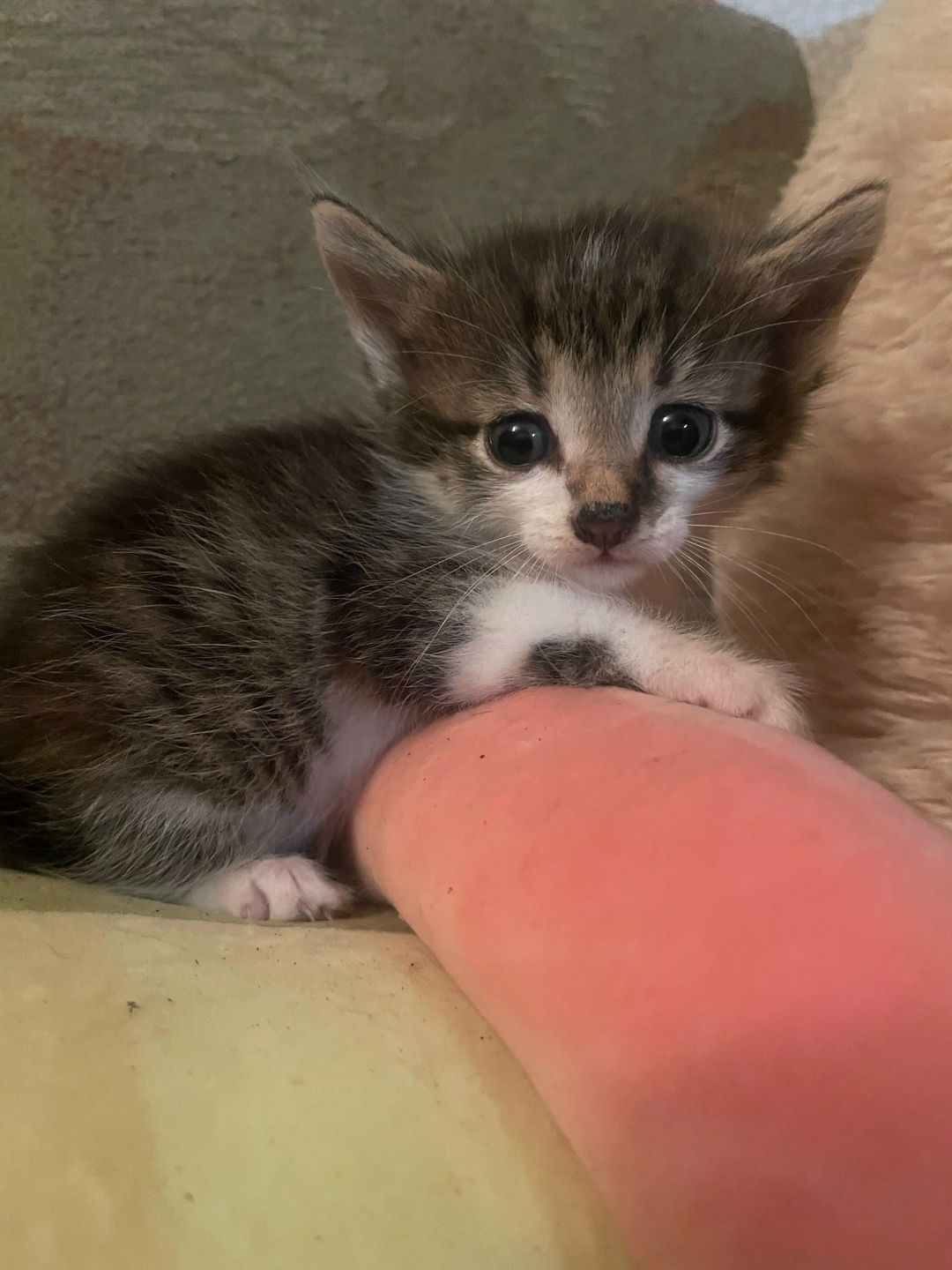 Найдена собака в Ярославле — фото объявления