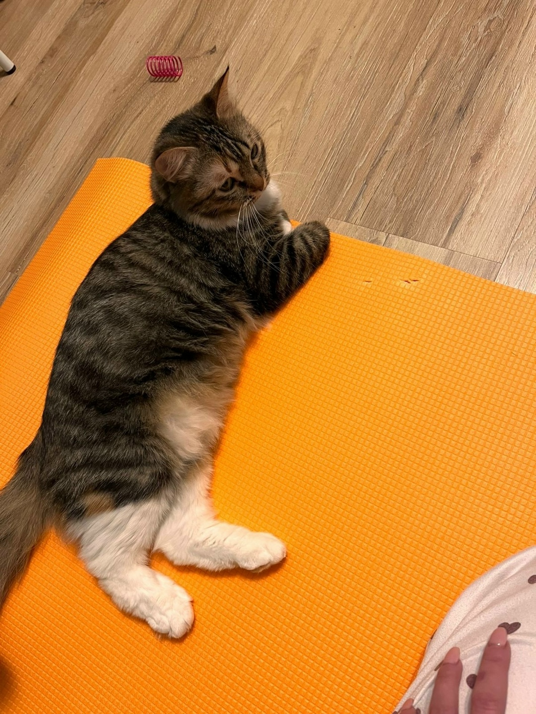 Найдена собака в Ярославле — фото объявления