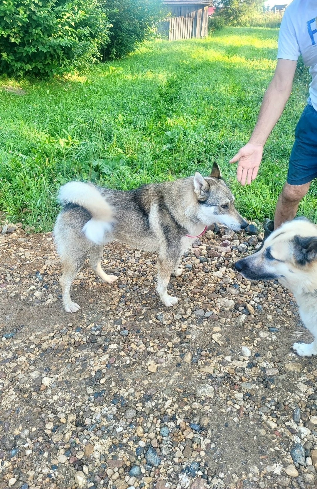 Найдена собака в Ярославле — фото объявления