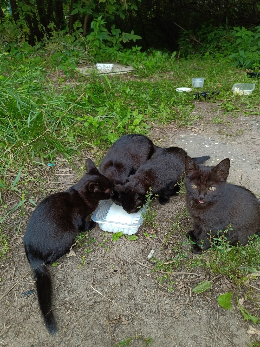 Найдена собака в Ярославле — фото объявления