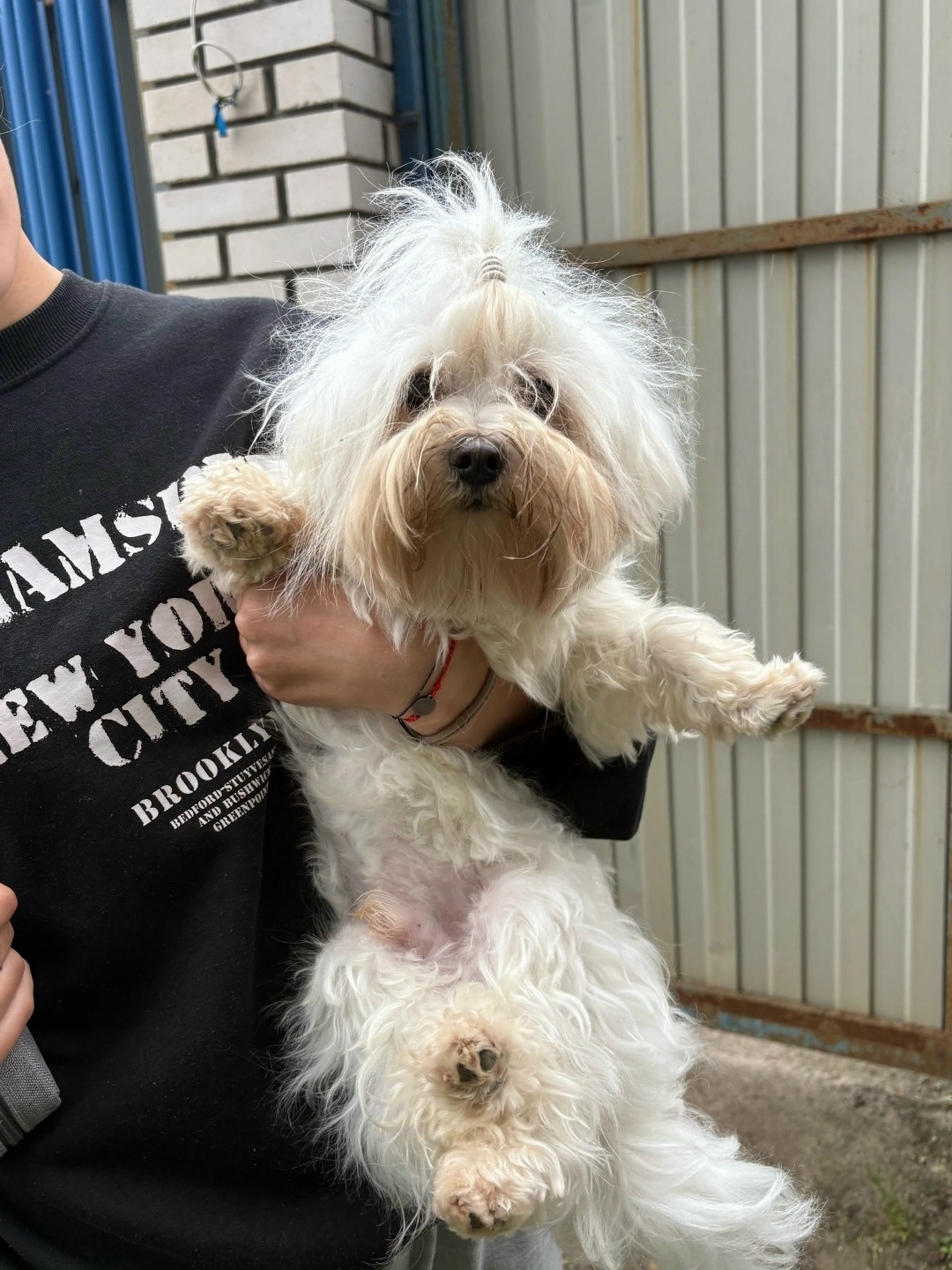 Найдена собака в Ярославле — фото объявления