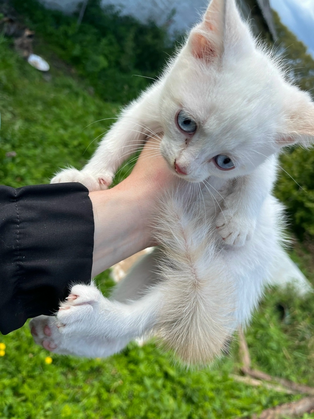 Найдена собака в Ярославле — фото объявления