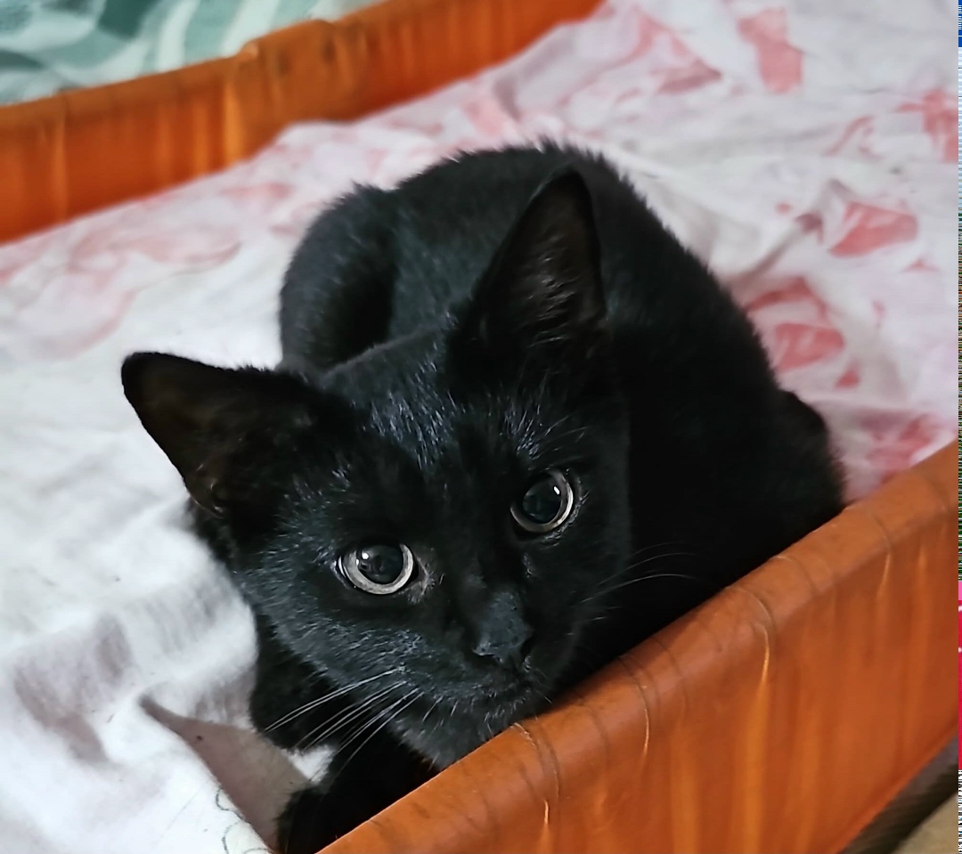 Найдена собака в Ярославле — фото объявления