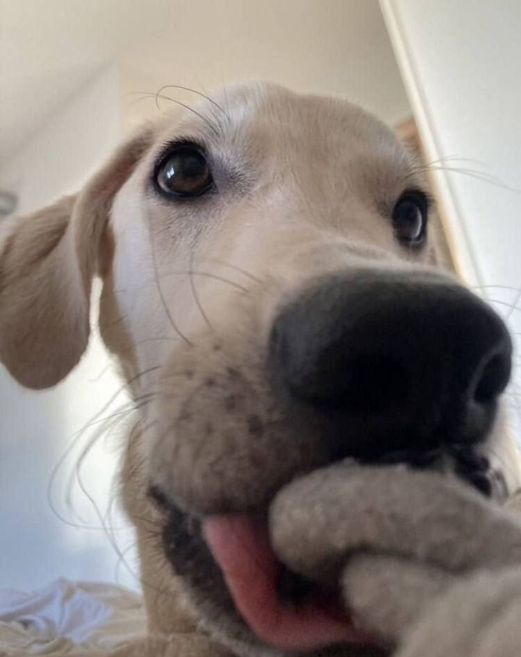 Найдена собака в Ярославле — фото объявления