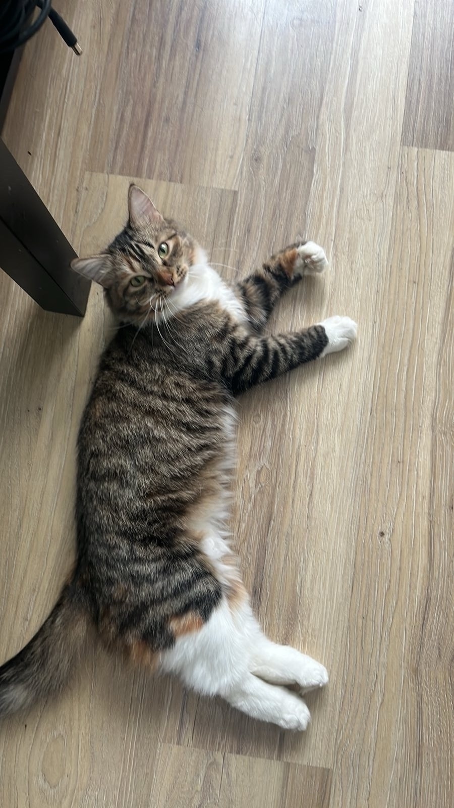 Найдена собака в Ярославле — фото объявления