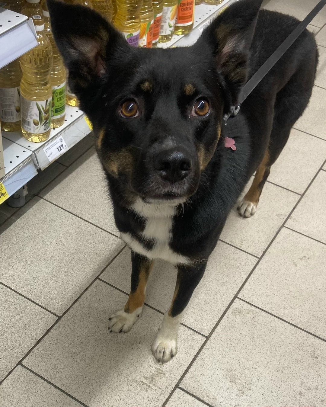 Найдена собака в Ярославле — фото объявления