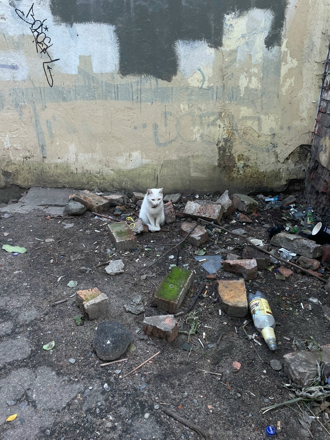 Найдена собака в Ярославле — фото объявления