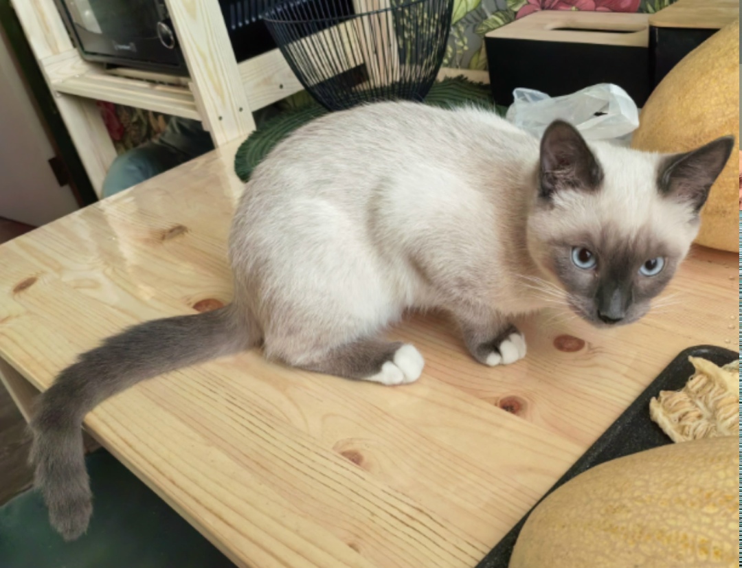 Найдена собака в Ярославле — фото объявления