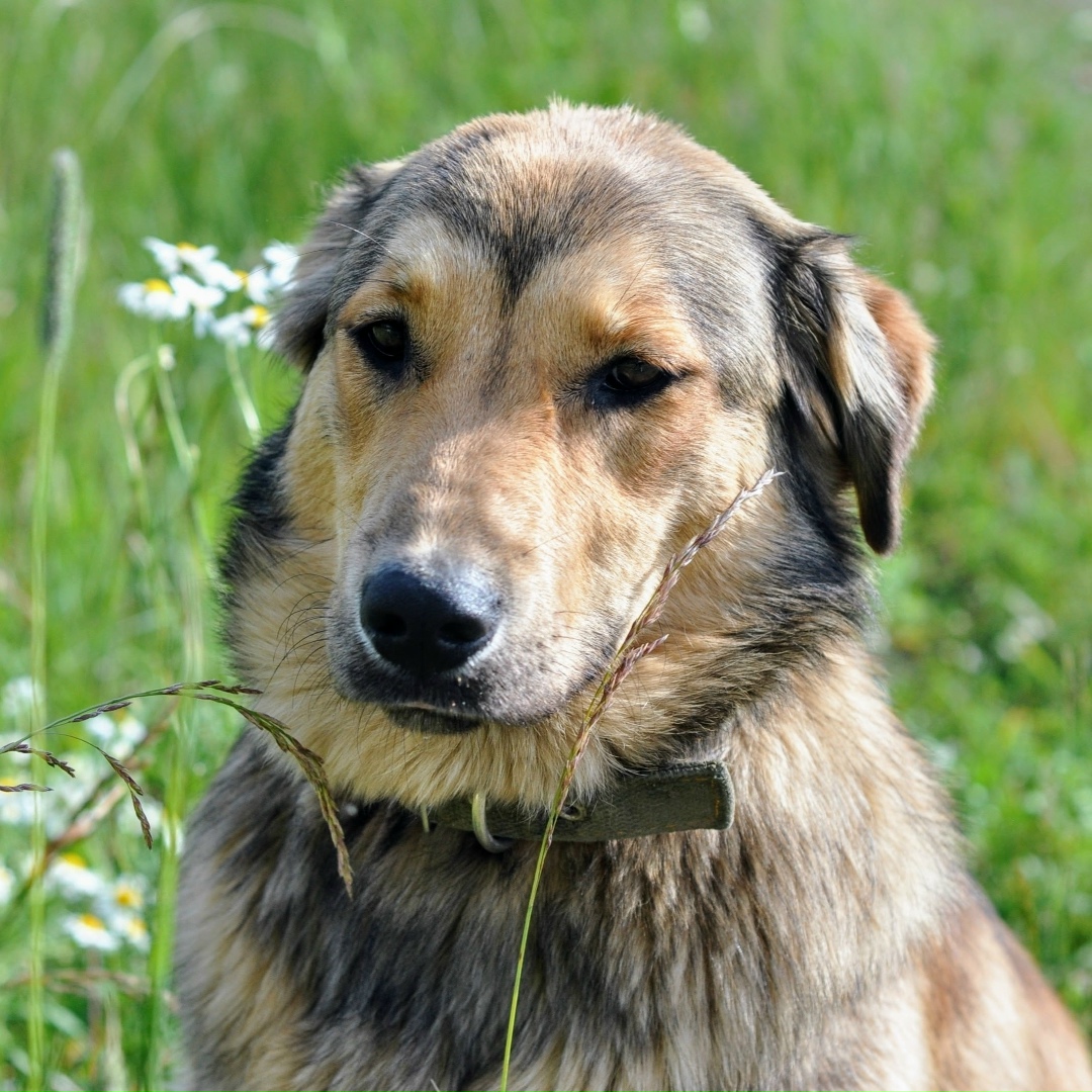 Найдена собака в Ярославле — фото объявления