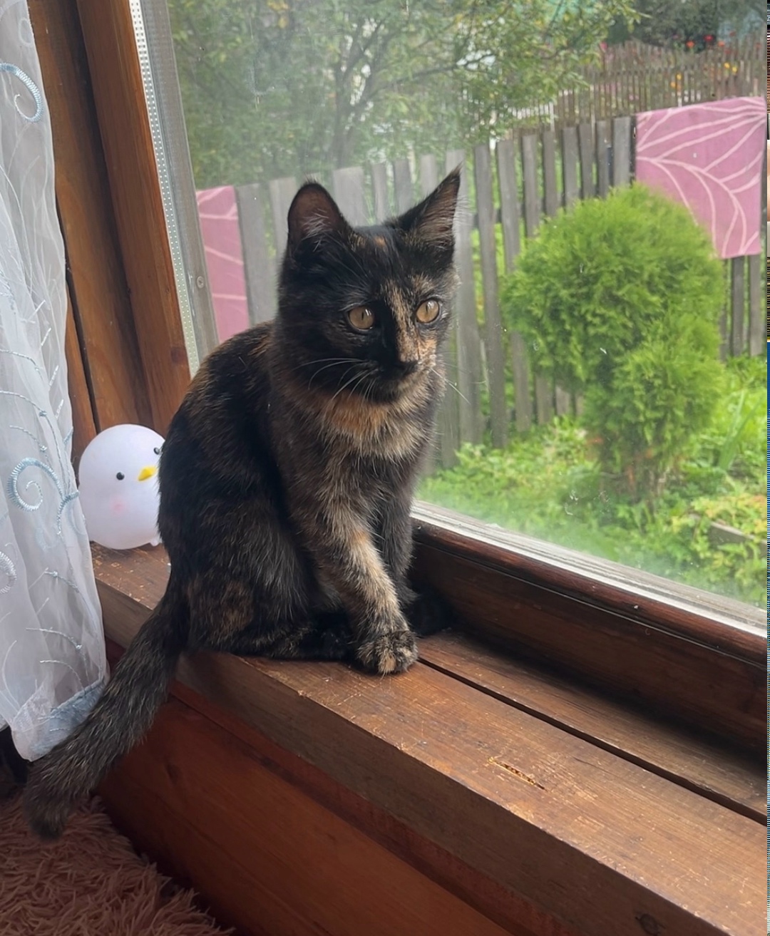 Найдена собака в Ярославле — фото объявления