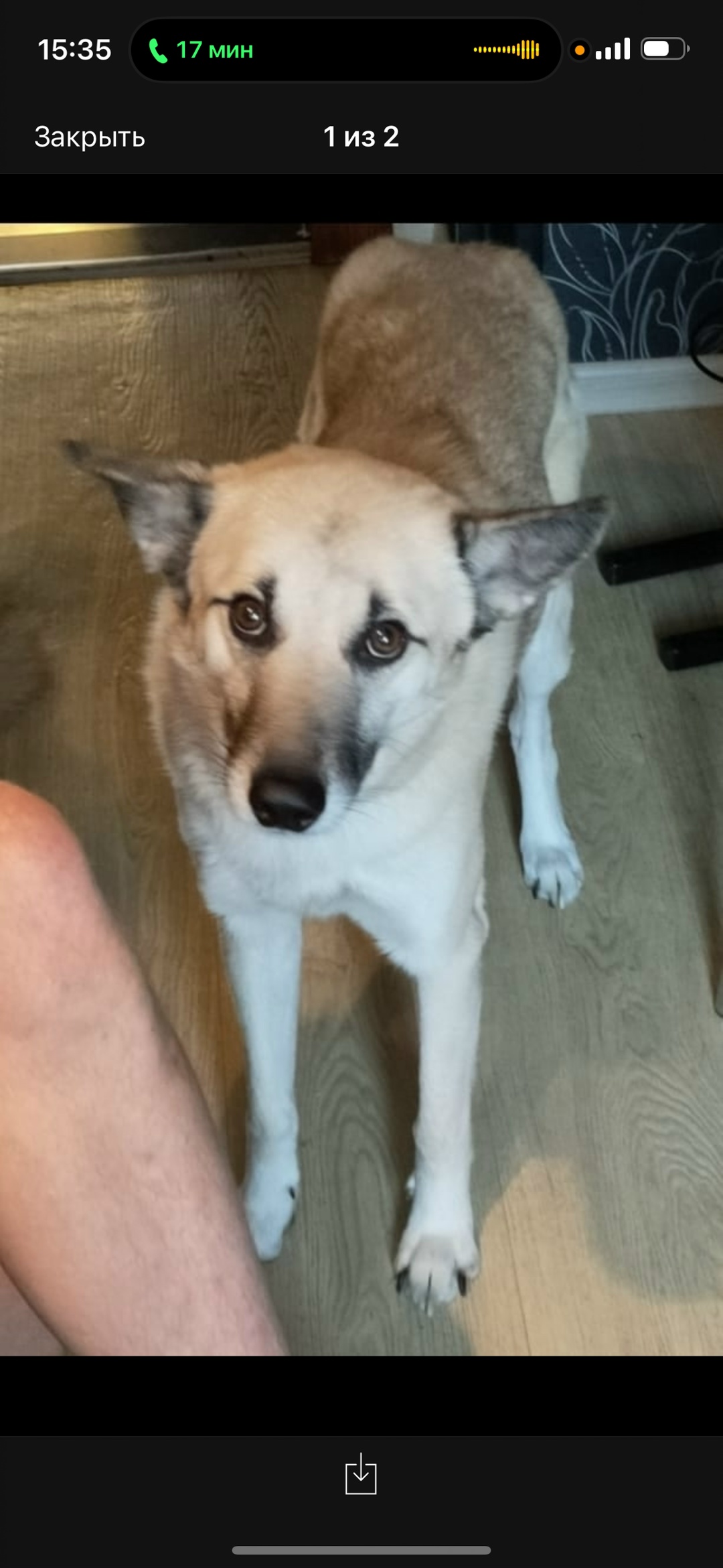 Пропала собака в Ярославле — фото объявления