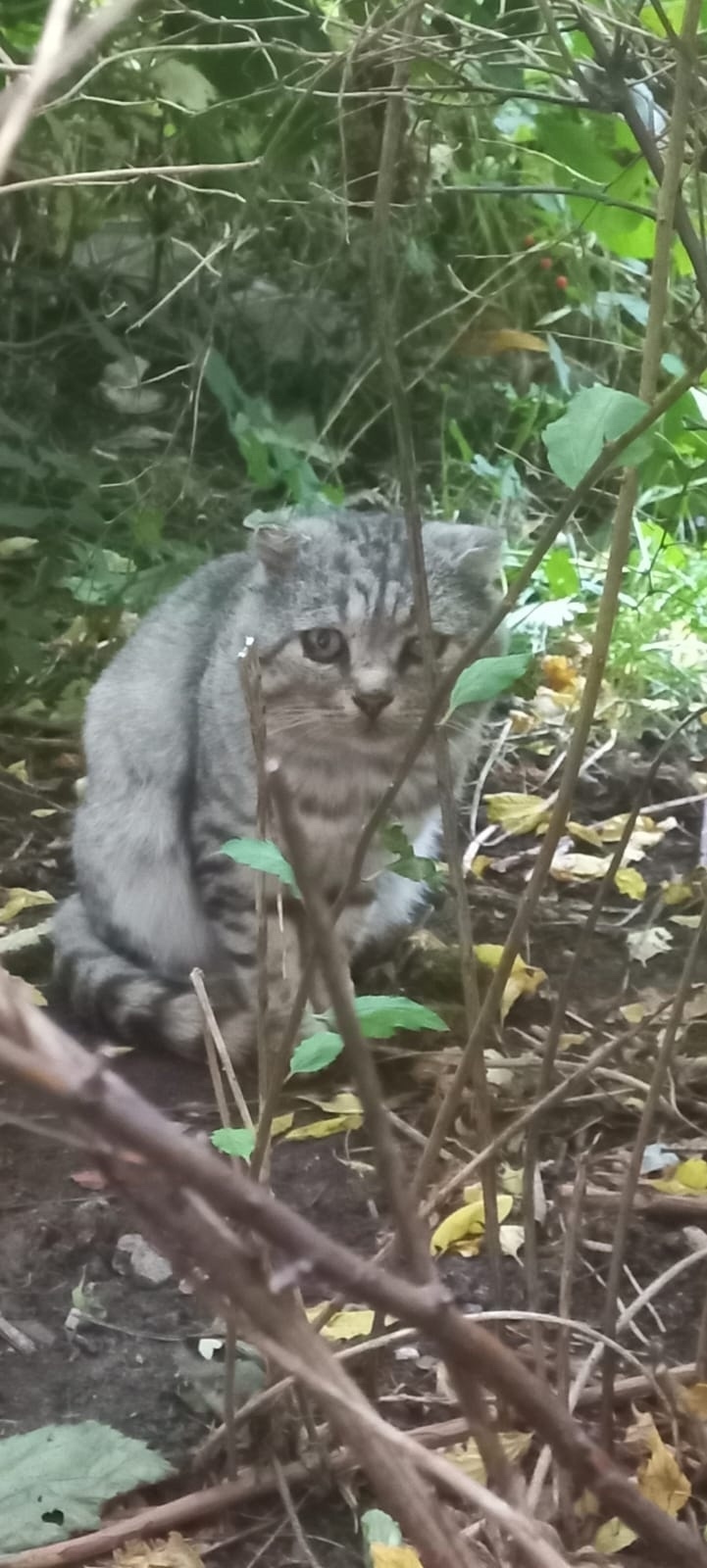 Найдена собака в Ярославле — фото объявления