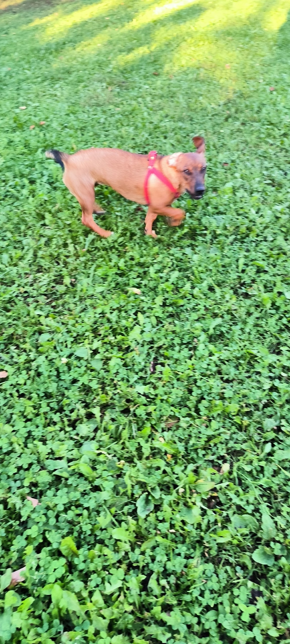 Найдена собака в Ярославле — фото объявления