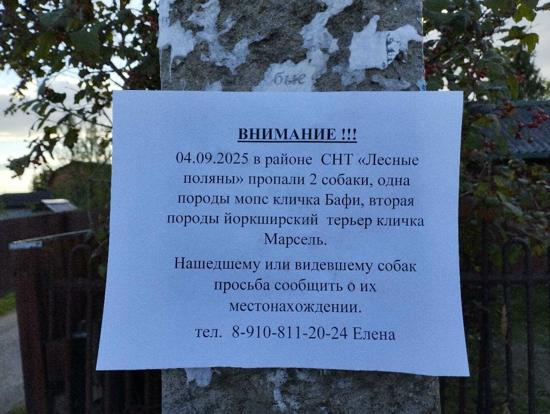Найдена собака в Ярославле — фото объявления