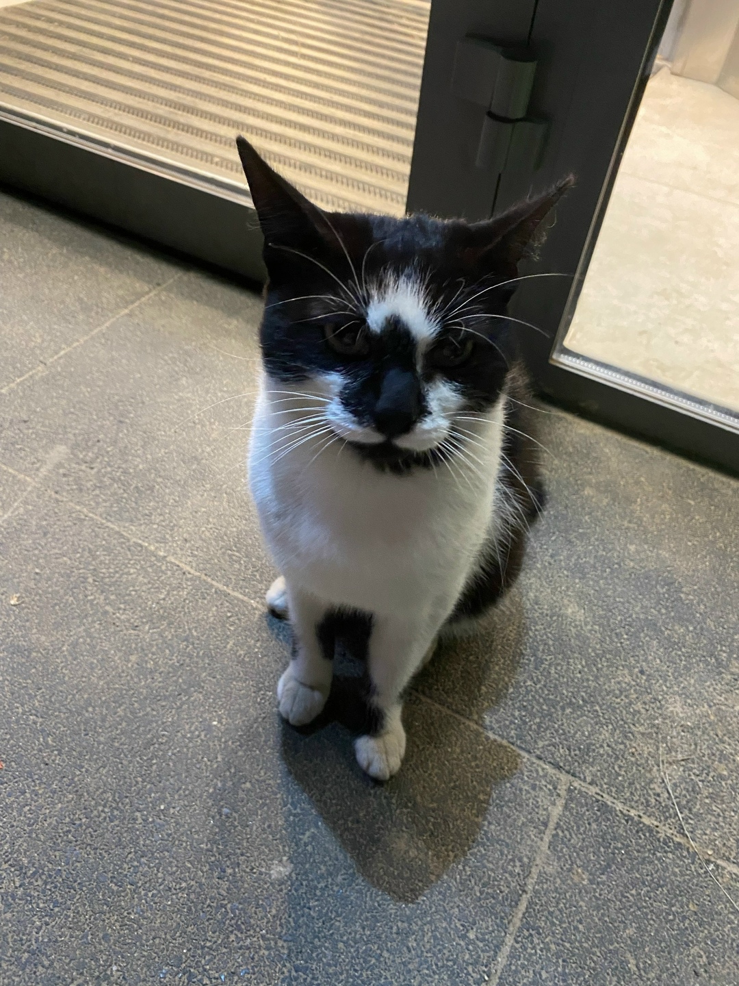 Найдена собака в Ярославле — фото объявления