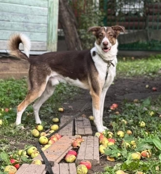 Найдена собака в Ярославле — фото объявления