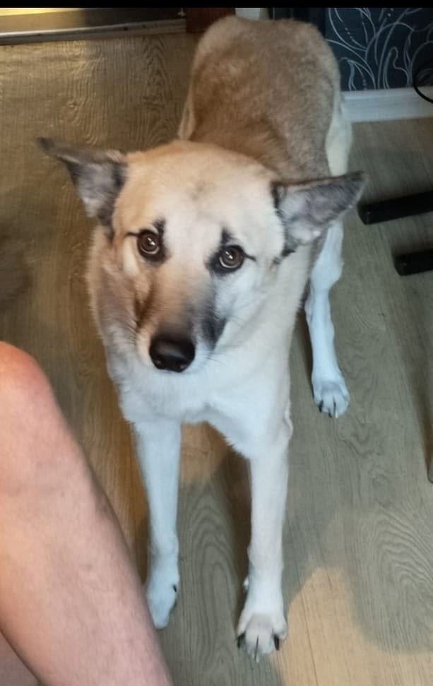 Найдена собака в Ярославле — фото объявления