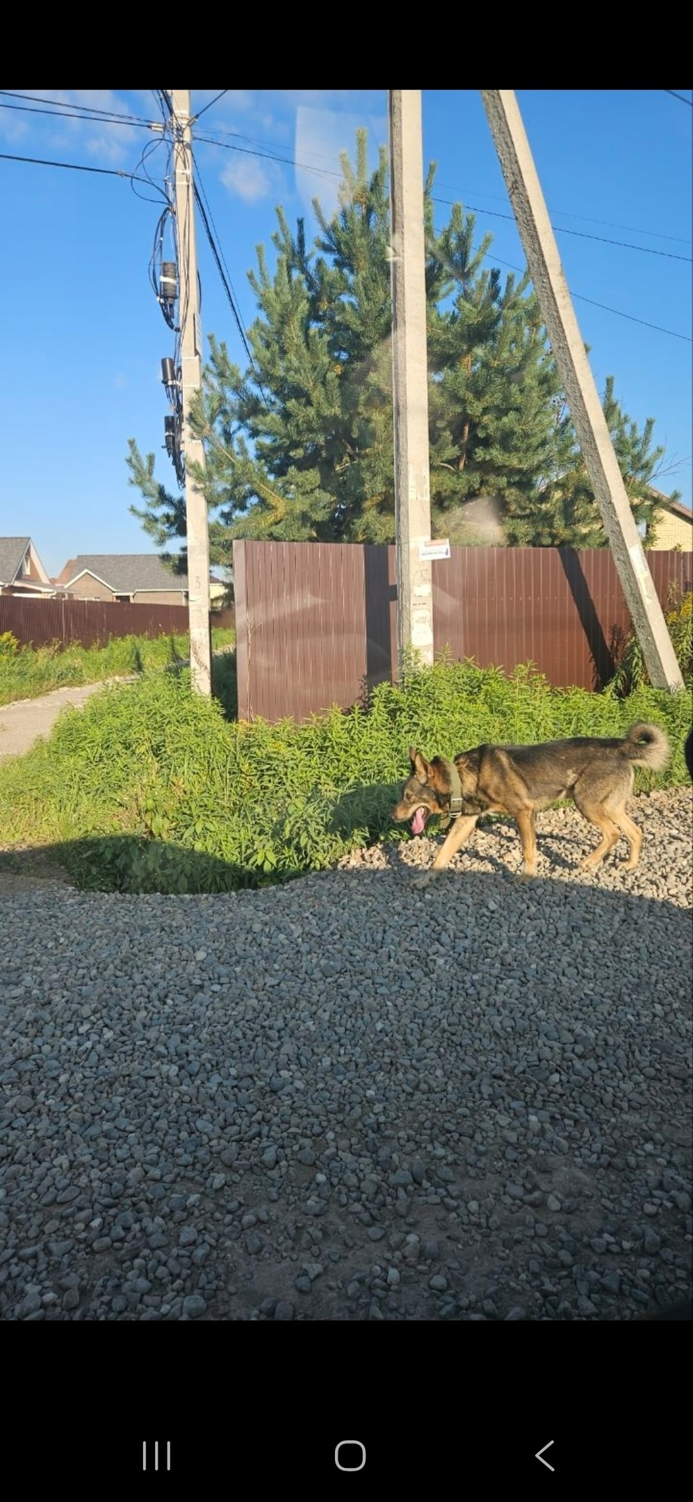 Найдена собака в Ярославле — фото объявления