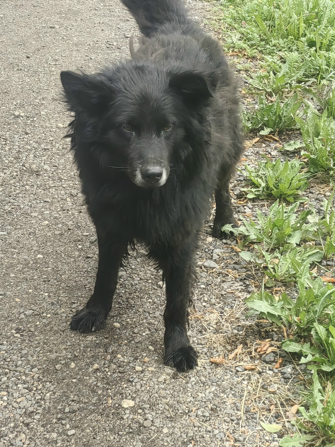 Найдена собака в Ярославле — фото объявления