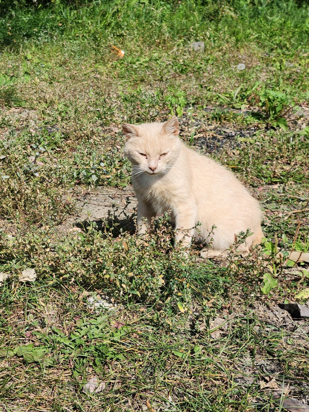 Найдена собака в Ярославле — фото объявления