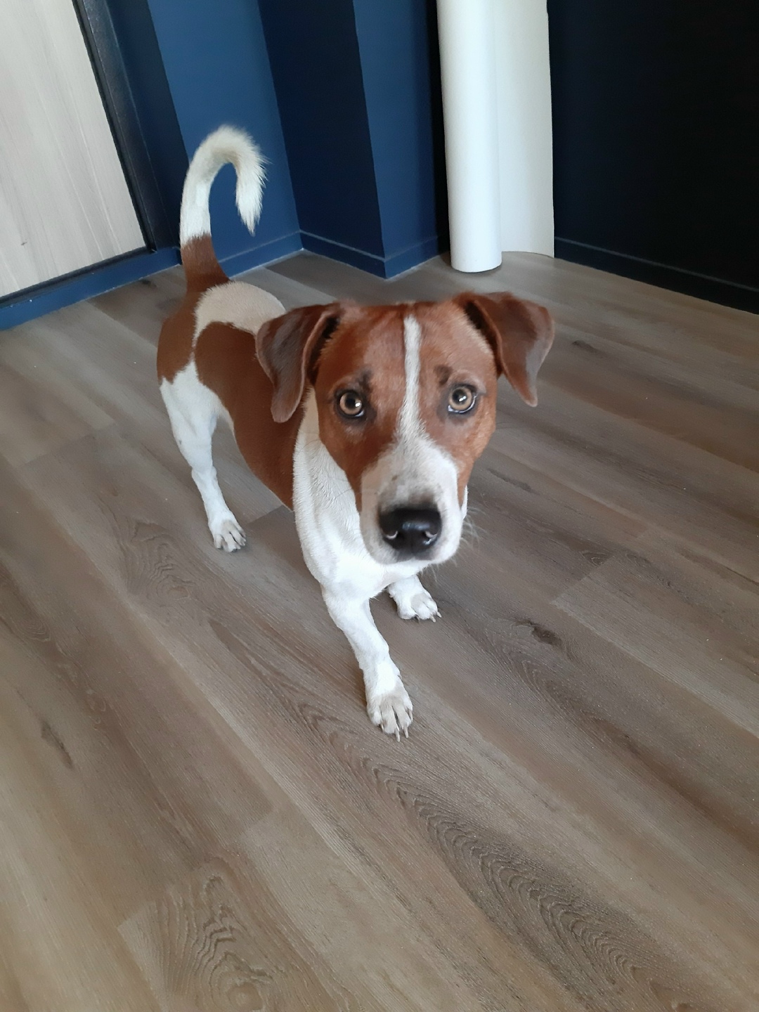 Найдена собака в Ярославле — фото объявления