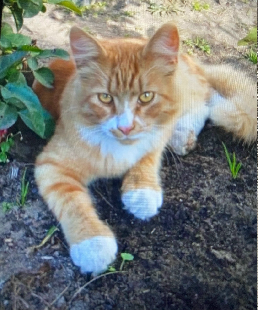 Найдена собака в Ярославле — фото объявления