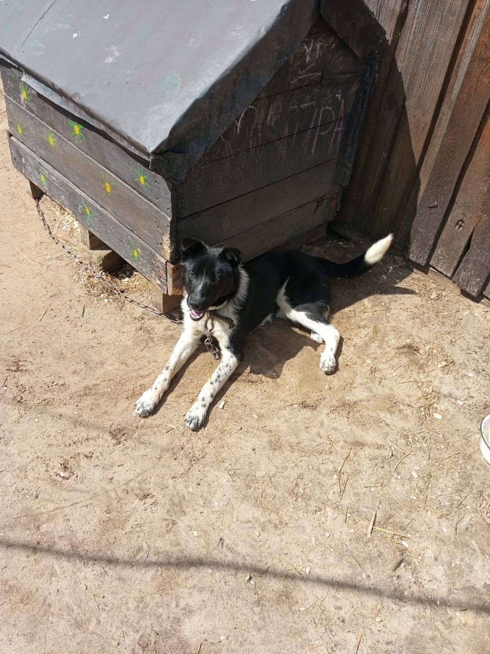 Пропала собака в Ярославле — фото объявления