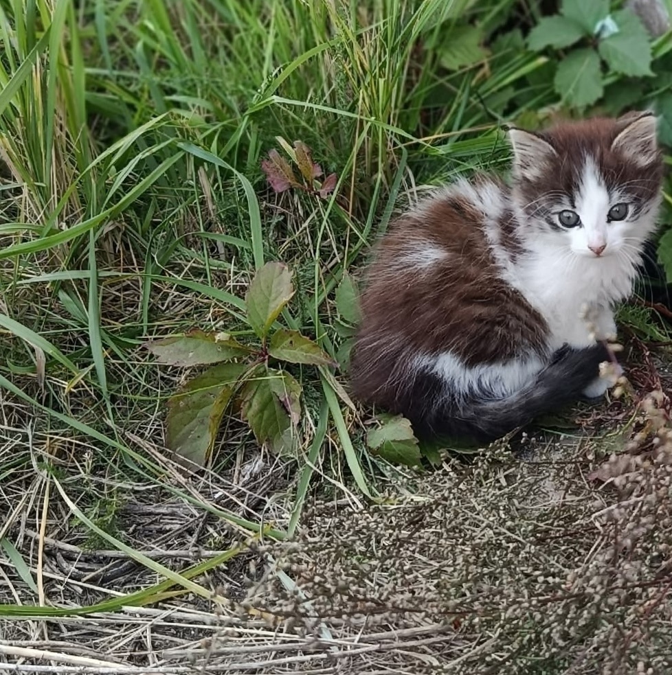Найдена собака в Ярославле — фото объявления