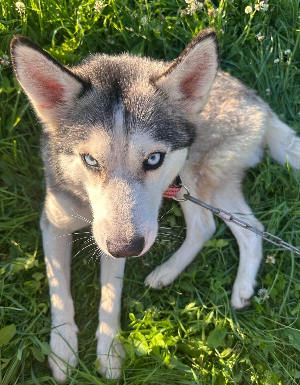 Найдена собака в Ярославле — фото объявления