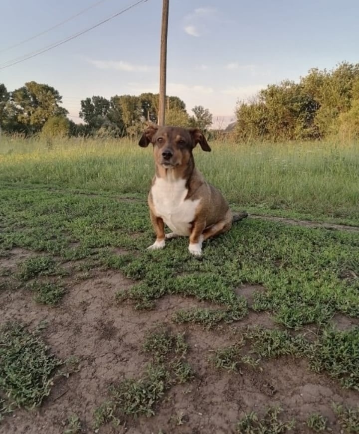 Пропала собака в Кемерове — фото объявления