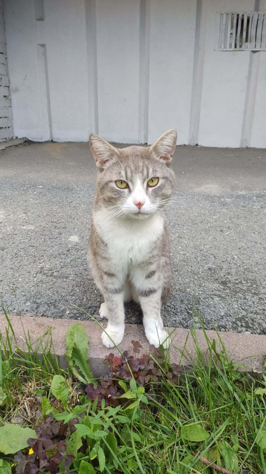 Найдена кошка в Кемерове — фото объявления