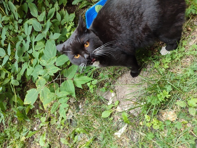 Найдена кошка в Кемерове — фото объявления