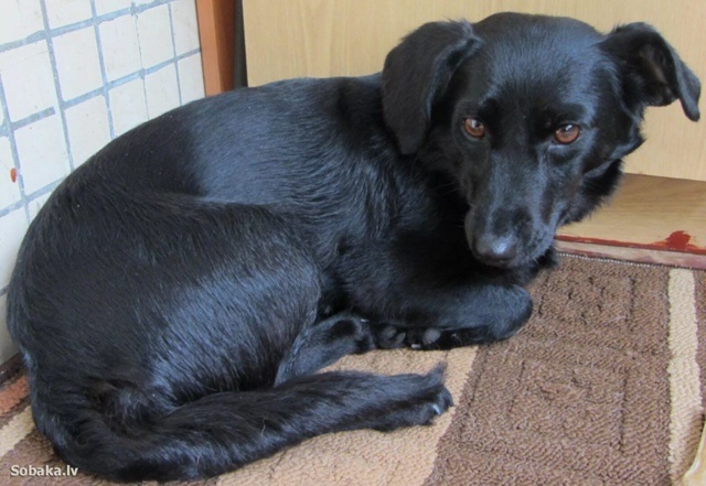Найдена собака в Кемерове — фото объявления