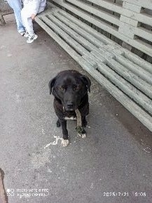 Найдена собака в Кемерове — фото объявления