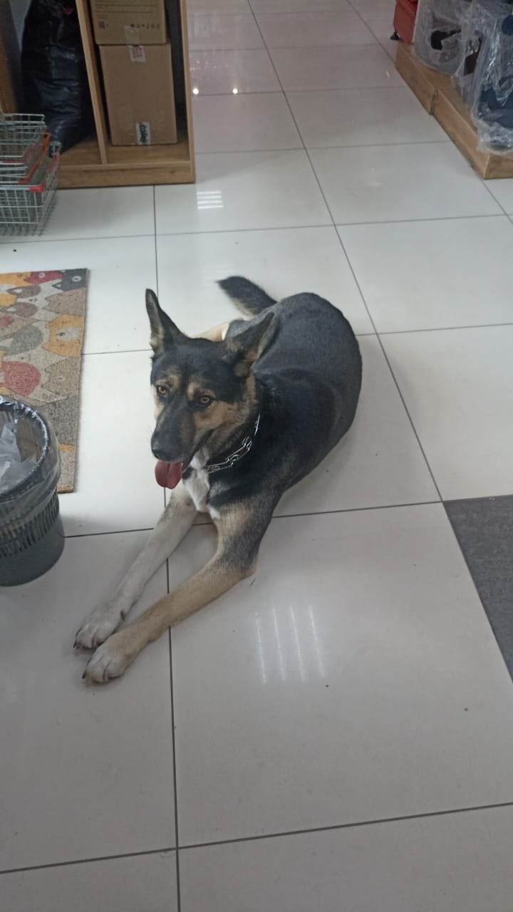 Пропала собака в Кемерове — фото объявления