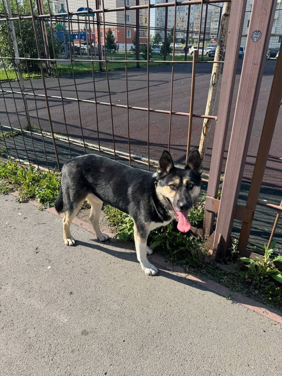 Найдена собака в Кемерове — фото объявления