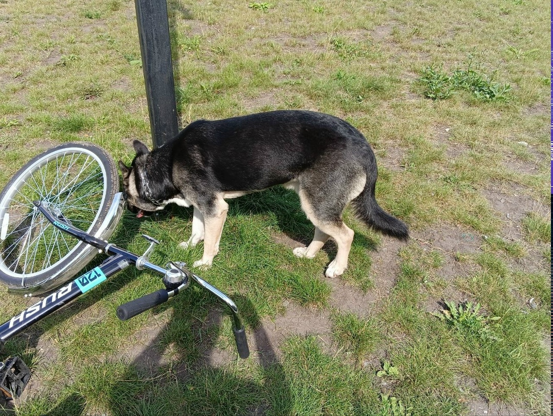 Найдена собака в Кемерове — фото объявления