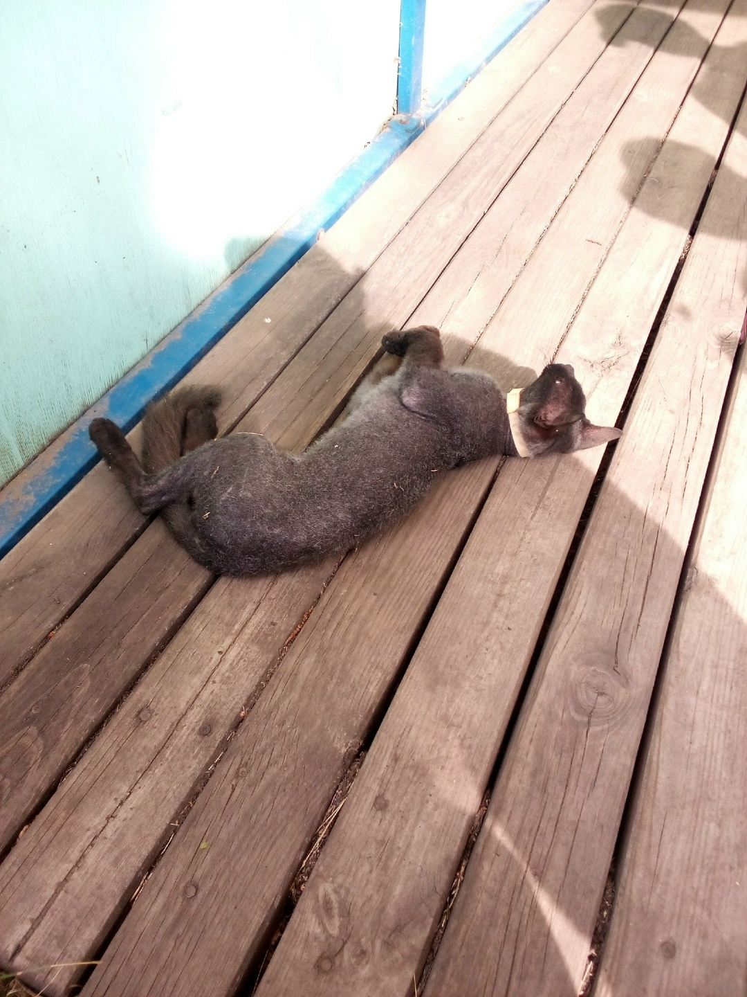 Найдена кошка в Кемерове — фото объявления