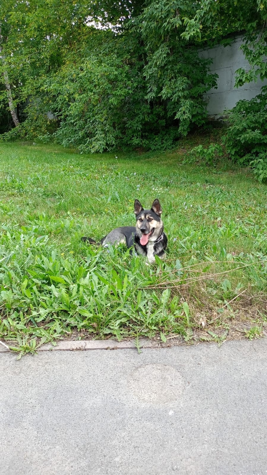 Найдена собака в Кемерове — фото объявления
