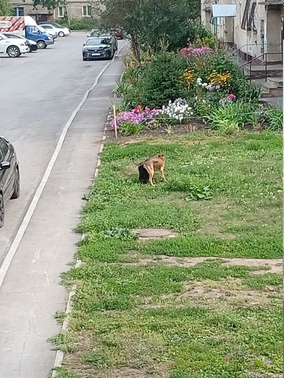 Найдена собака в Кемерове — фото объявления
