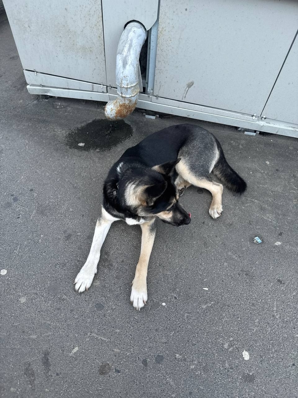 Найдена собака в Кемерове — фото объявления