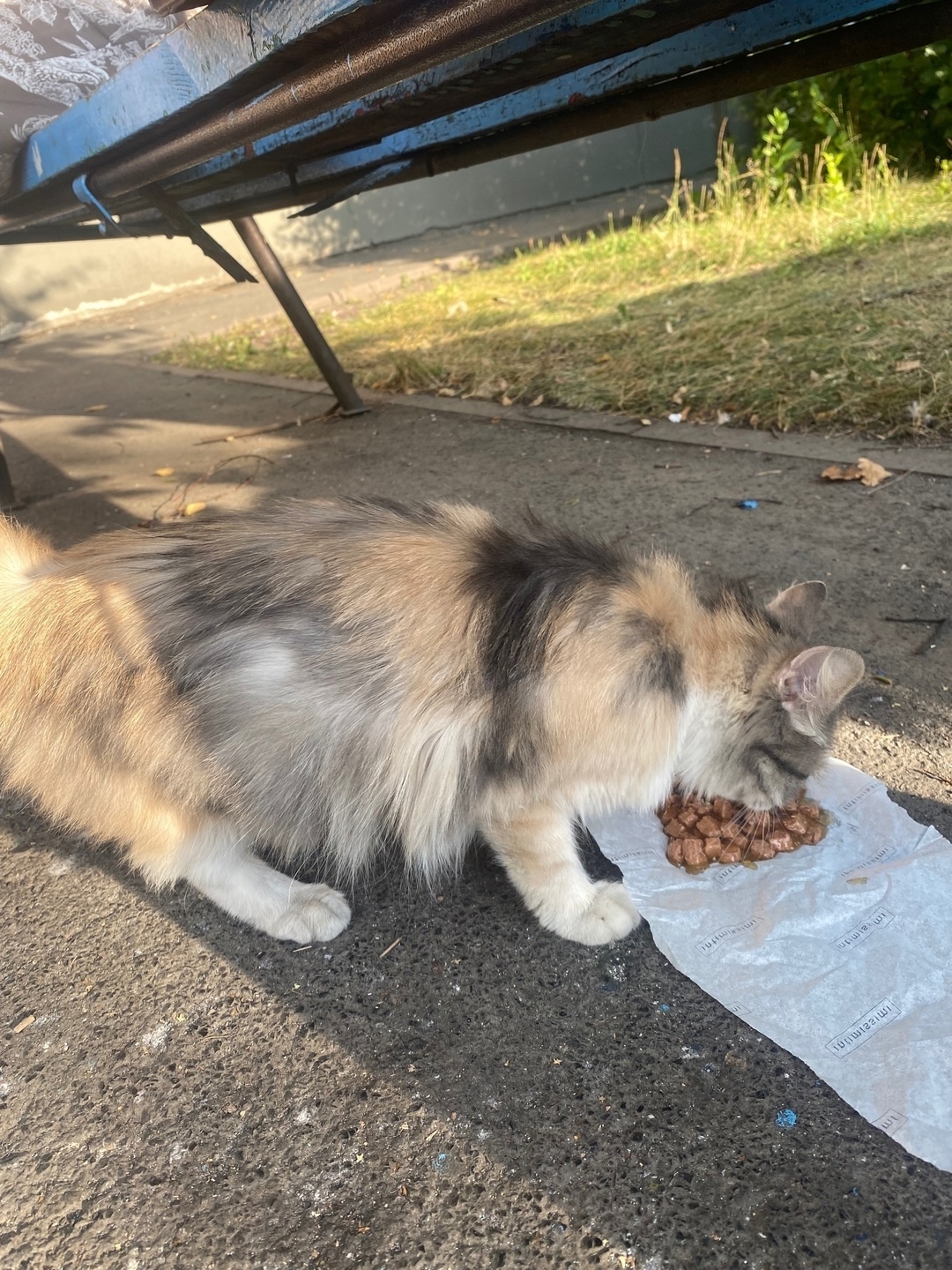 Найдена кошка в Кемерове — фото объявления