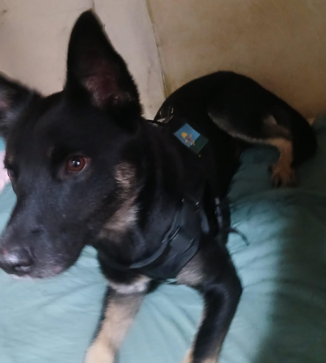 Найдена собака в Кемерове — фото объявления