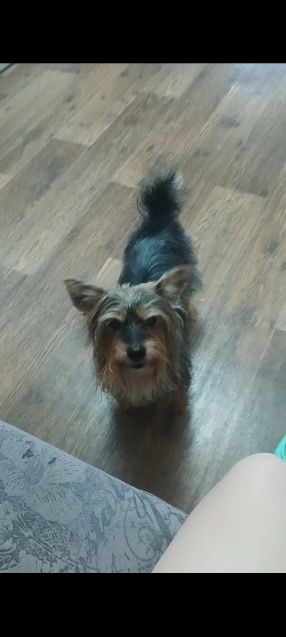 Пропала собака в Кемерове — фото объявления