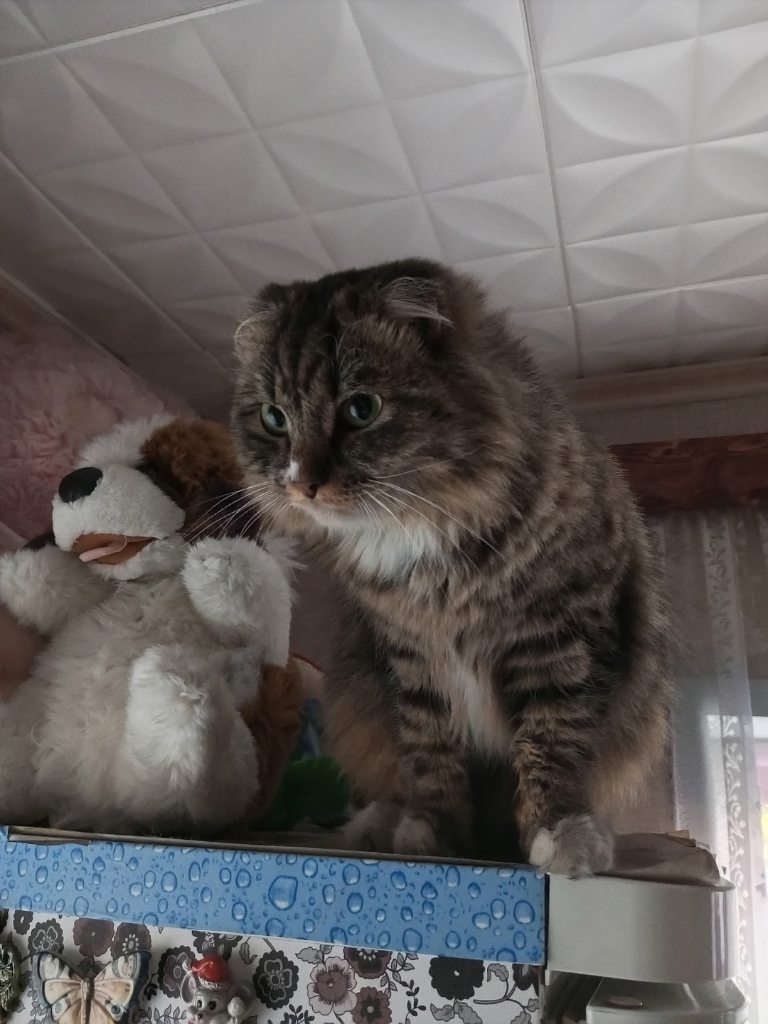 Пропала кошка в Кемерове — фото объявления