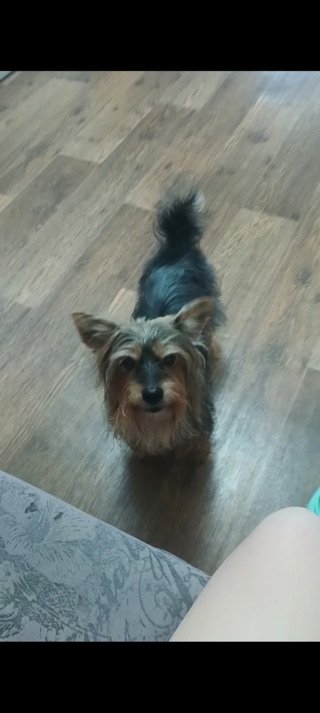 Пропала собака в Кемерове — фото объявления