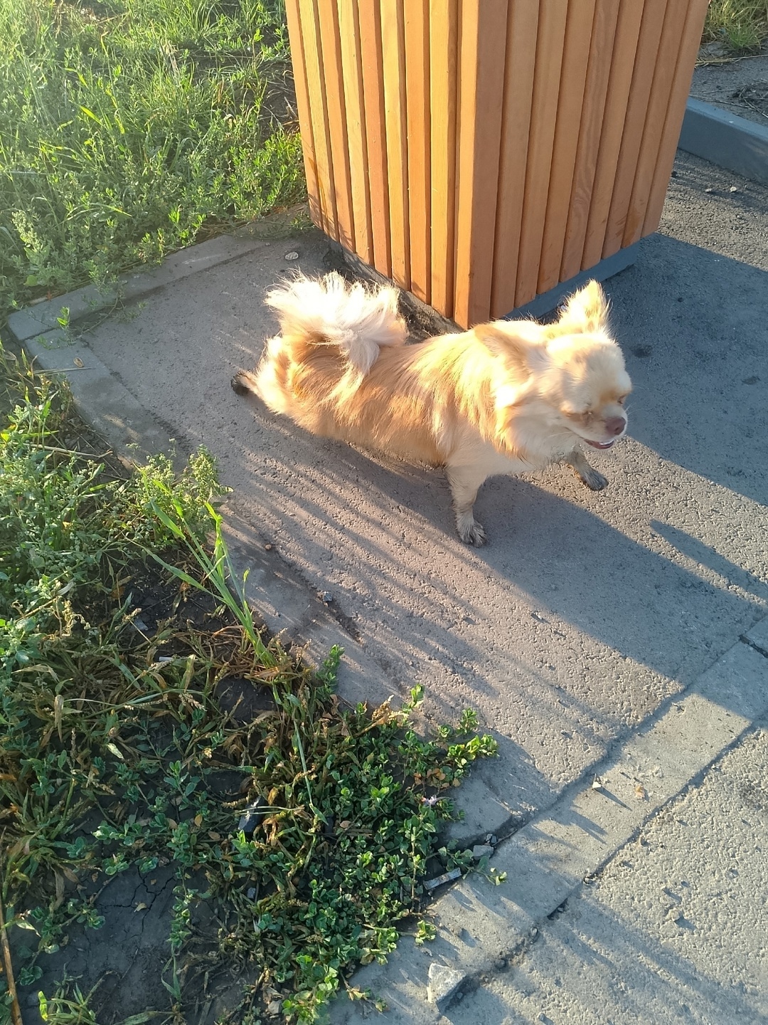 Найдена собака в Кемерове — фото объявления